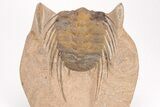 Spiny Selenopeltis Trilobite (Head Tucked) - Erfoud, Morocco #206446-1